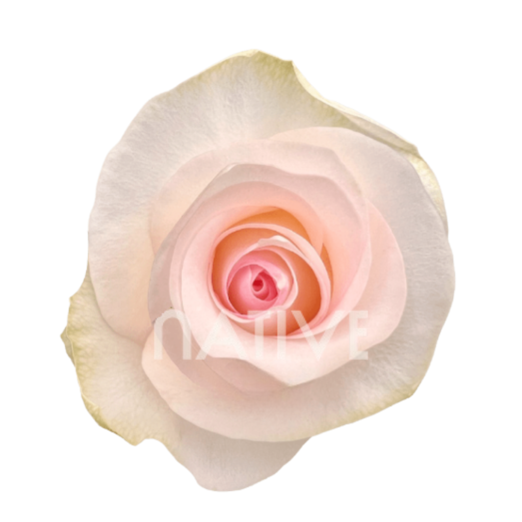 Señorita Roses 60 CM