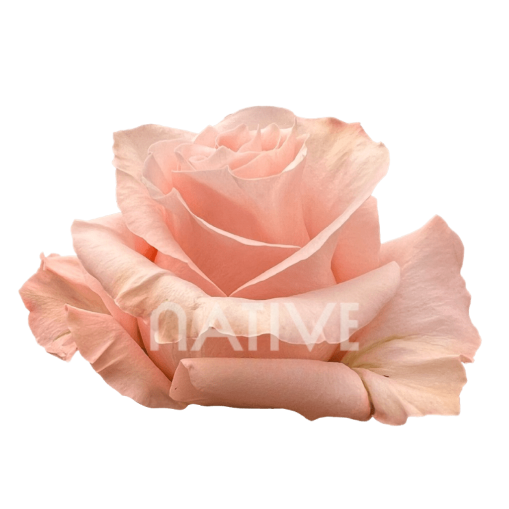 Shimmer Roses 40 CM