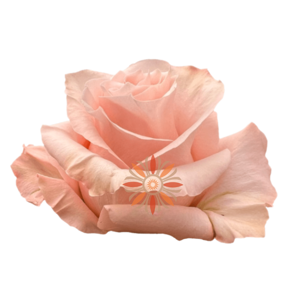 Shimmer Roses 40 CM