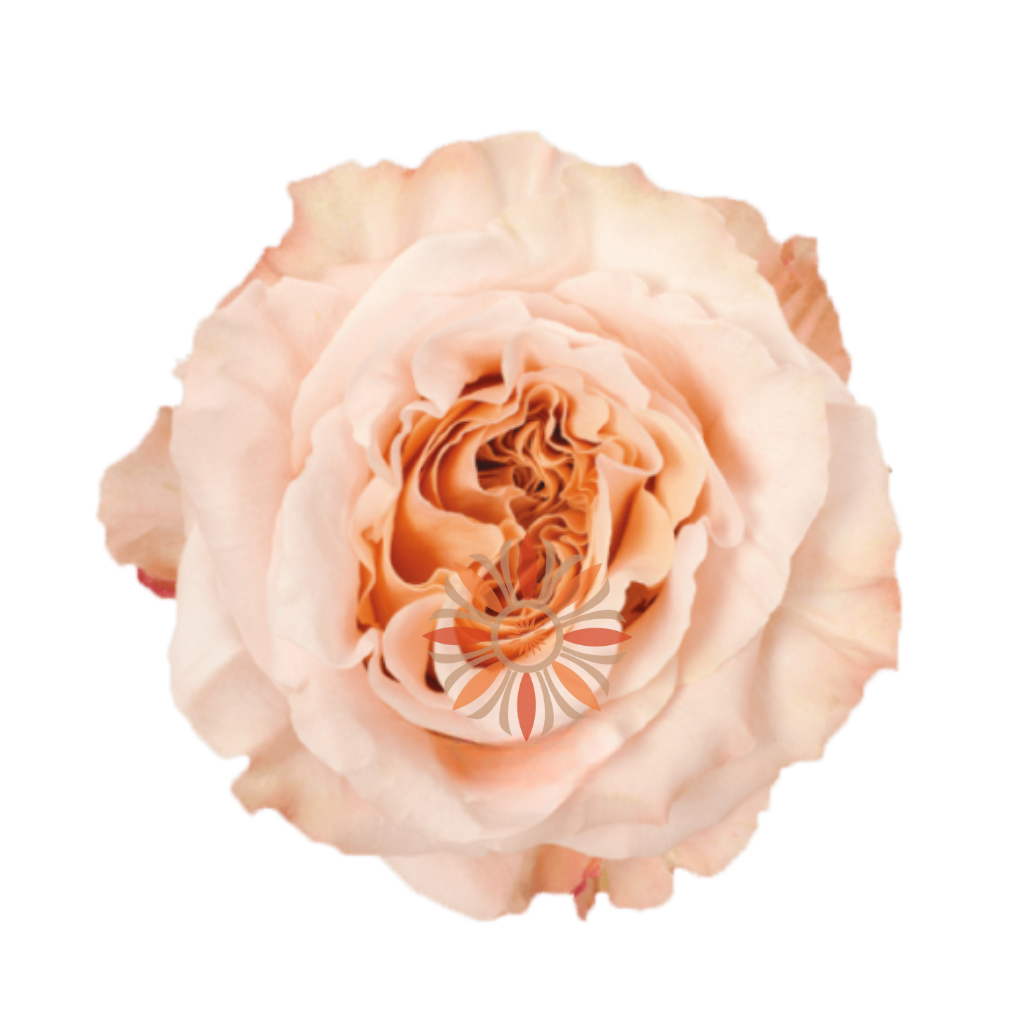 Shimmer Roses 40 CM