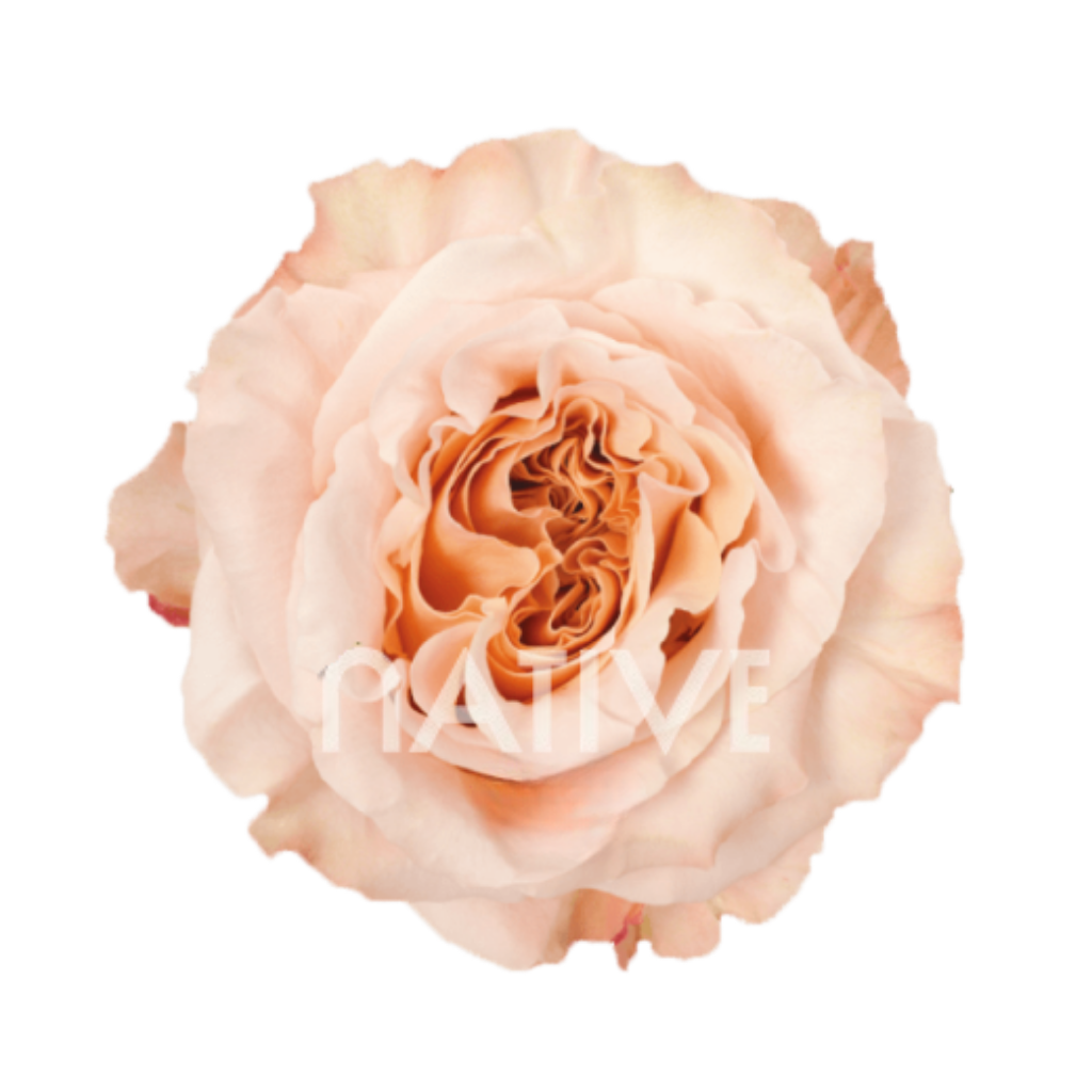 Shimmer Roses 40 CM