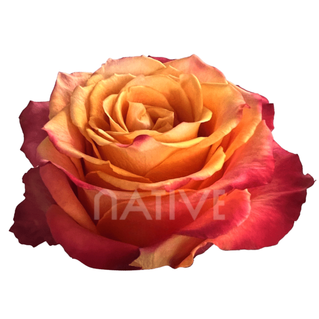 Silantoi Roses 40 CM