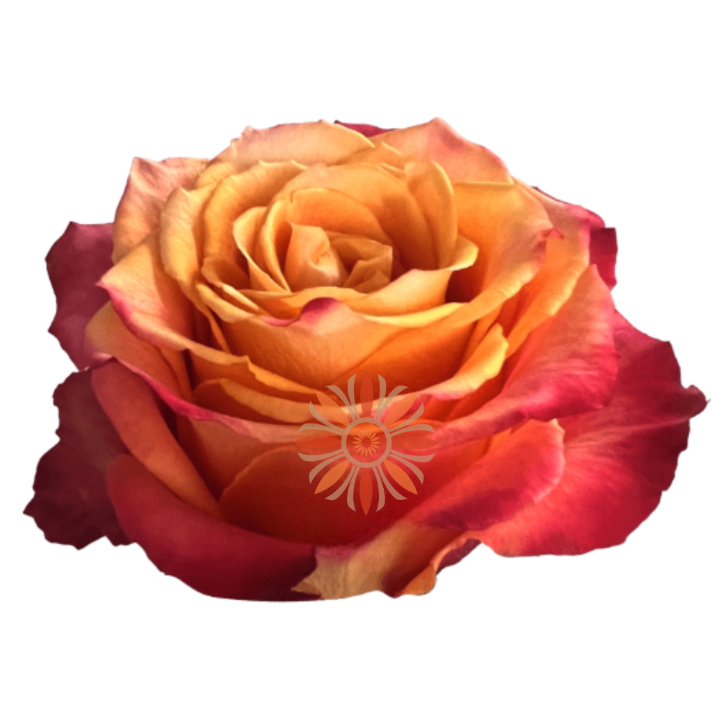 Silantoi Roses 40 CM