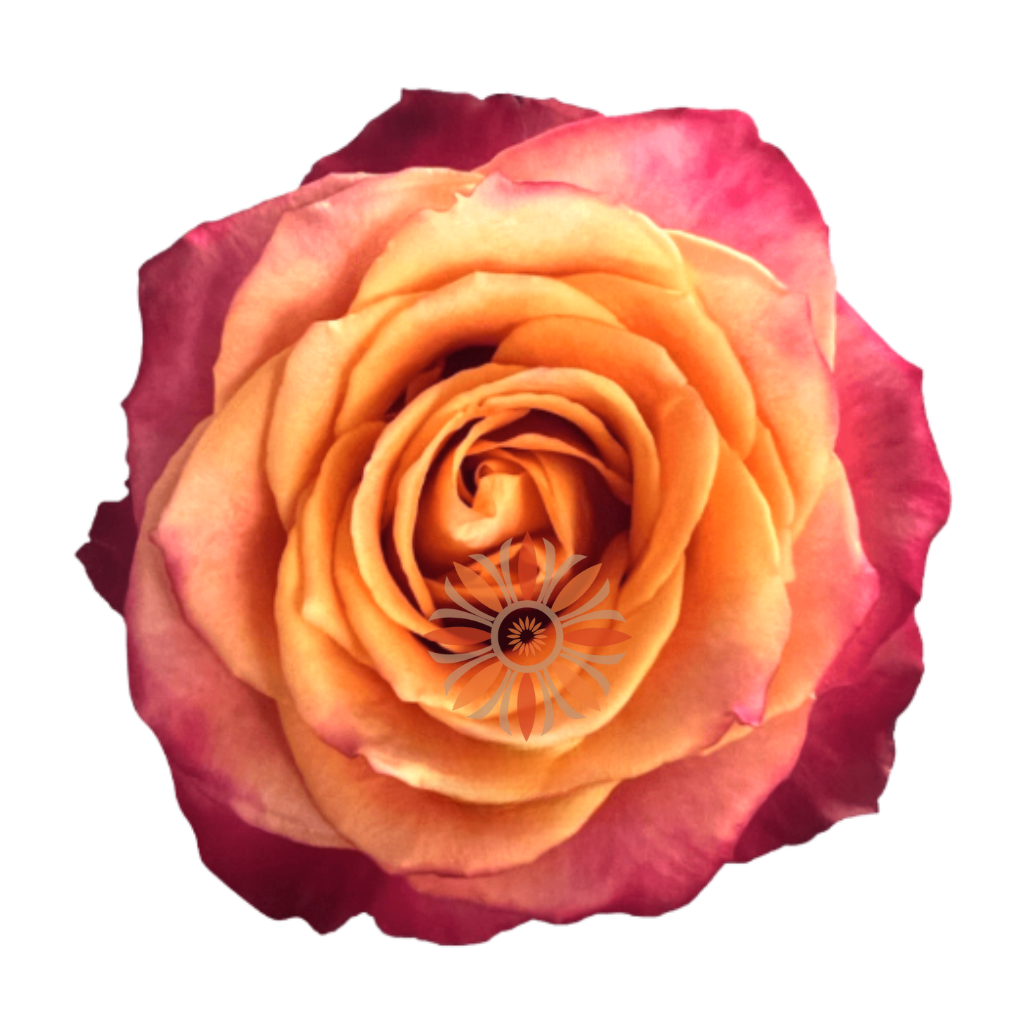 Silantoi Roses 40 CM