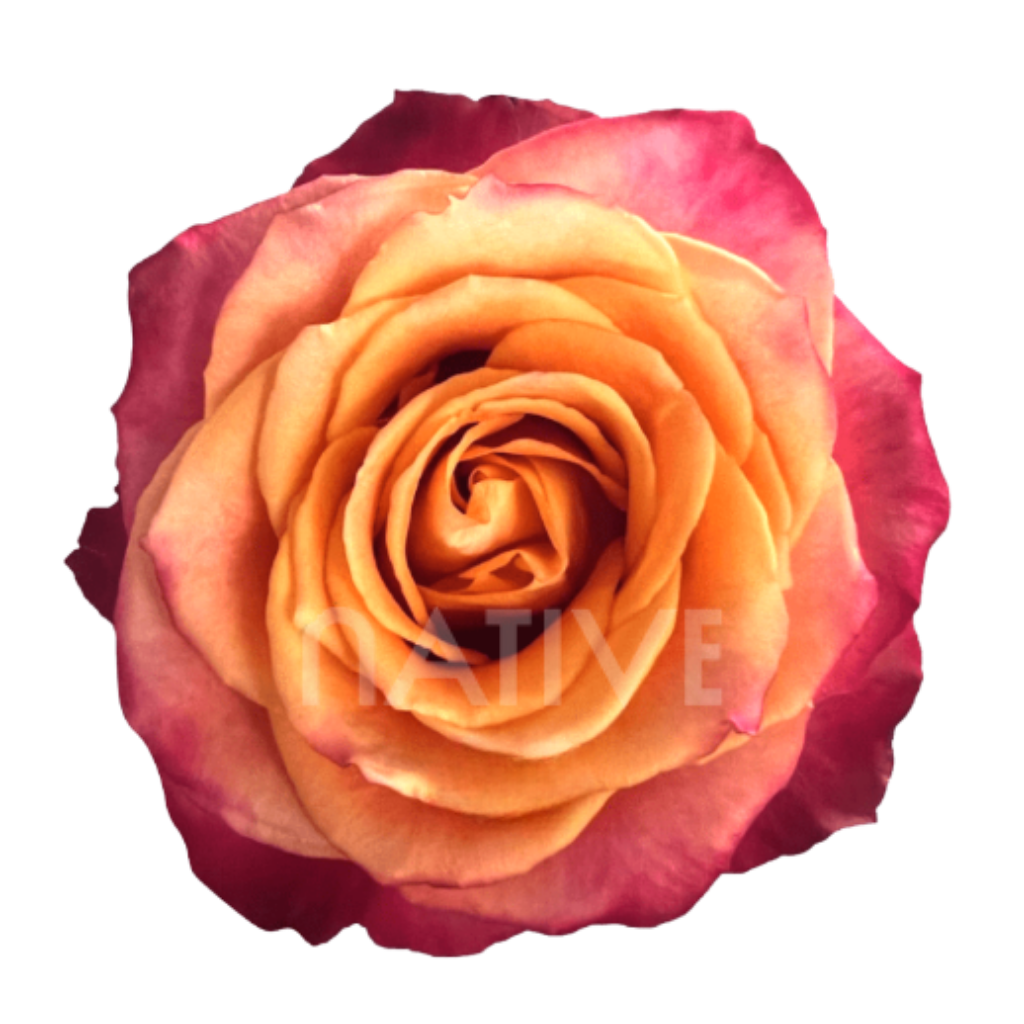 Silantoi Roses 40 CM