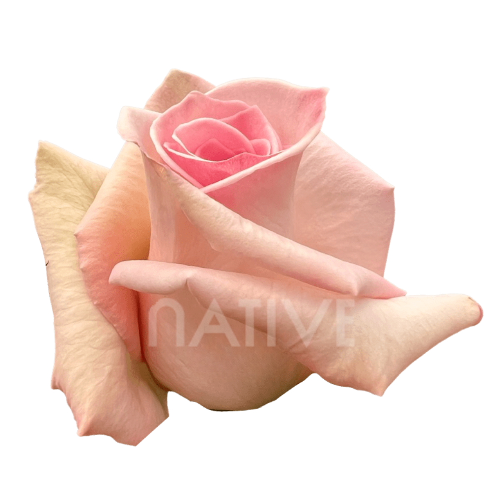 Sophie Roses 40 CM