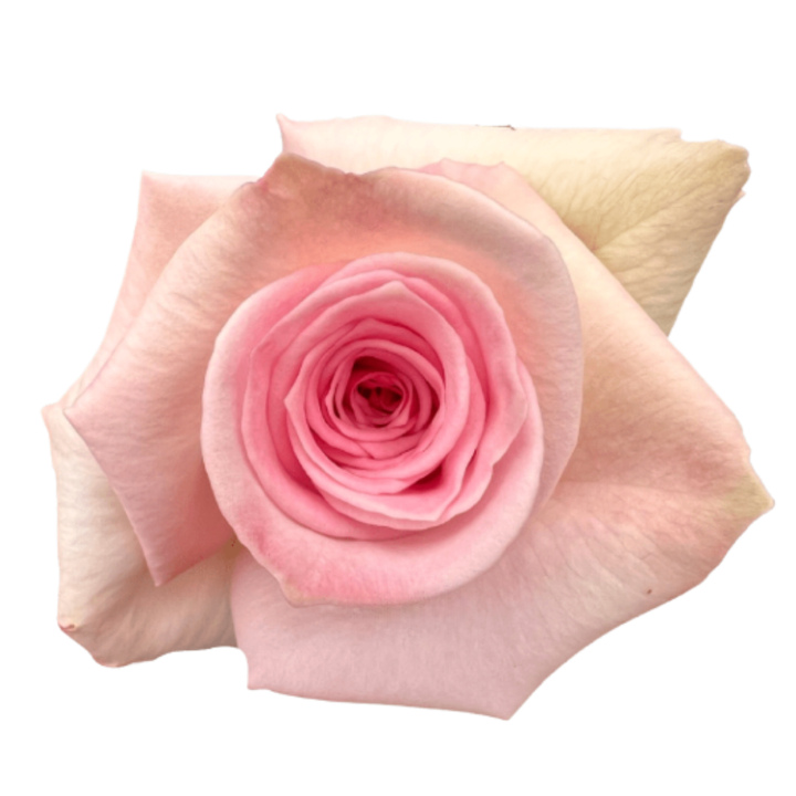Sophie Roses 40 CM