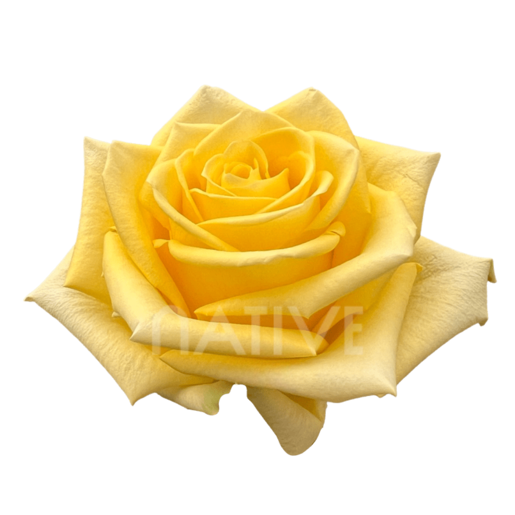 Stardust Roses 70 CM