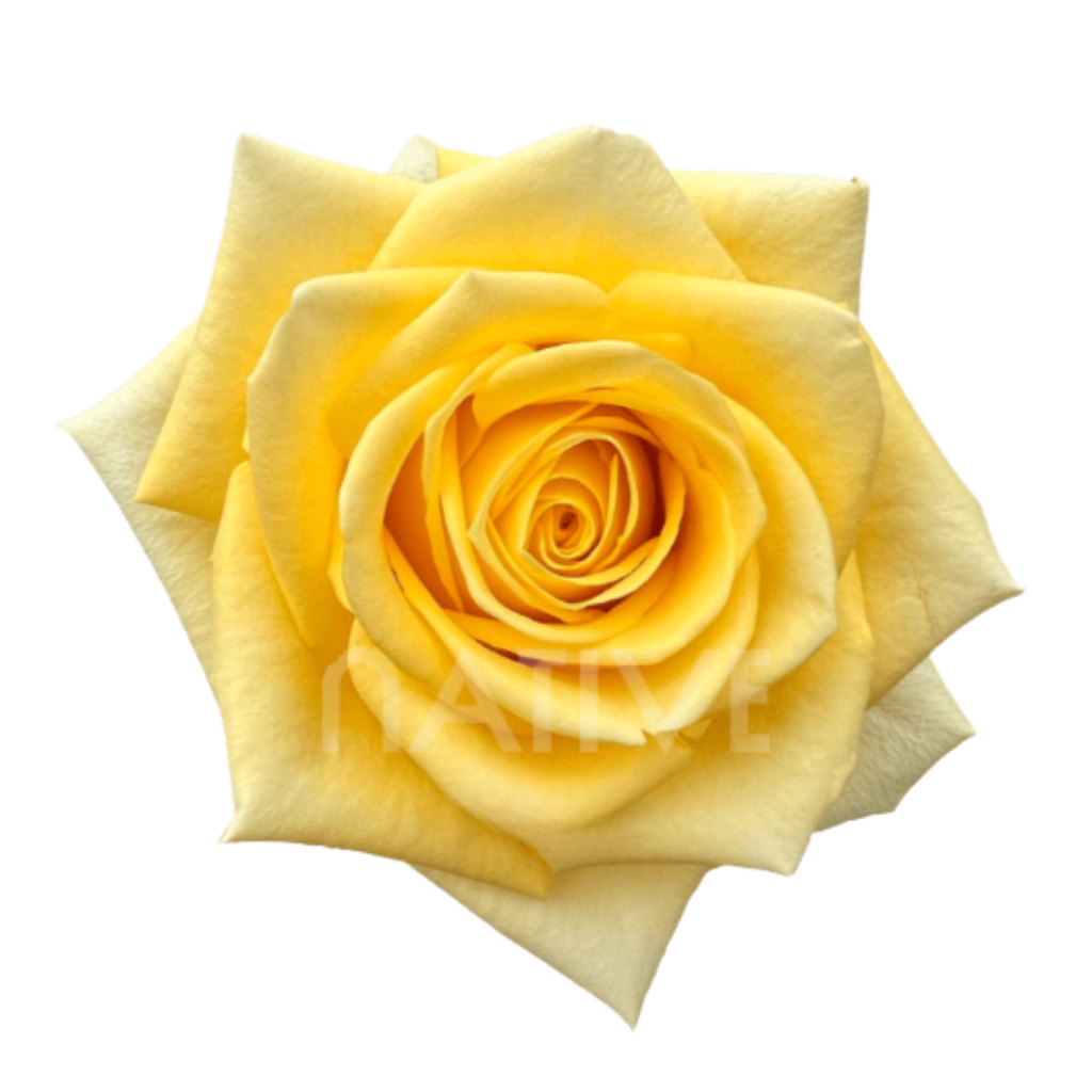 Stardust Roses 70 CM