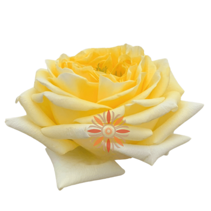 Sunny Days Roses 70 CM