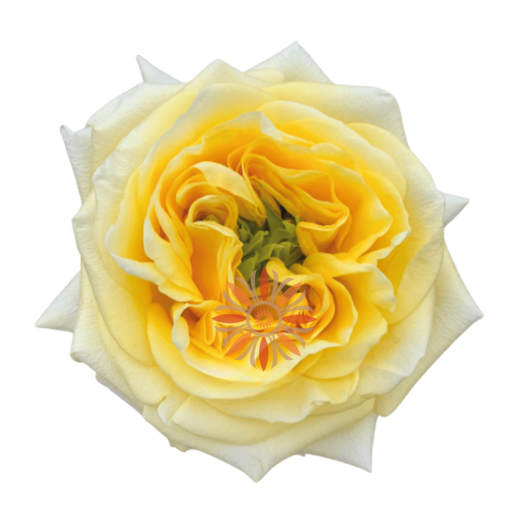 Sunny Days Roses 70 CM