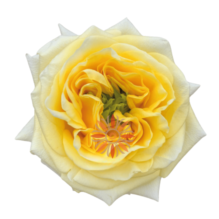 Sunny Days Roses 70 CM