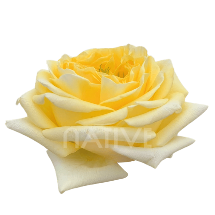 Sunny Days Roses 70 CM