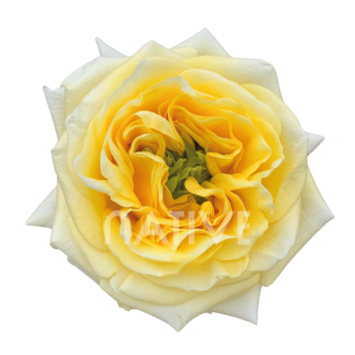 Sunny Days Roses 70 CM