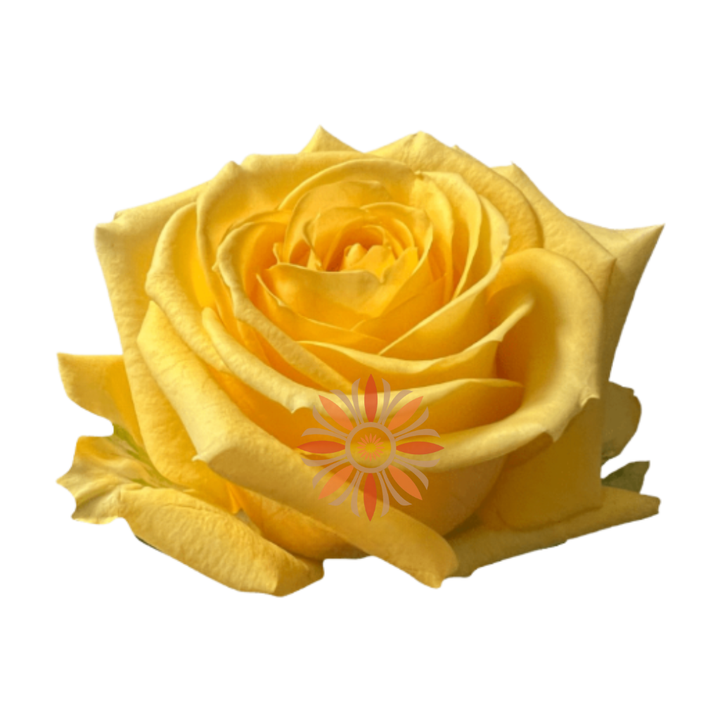Super Sun Roses 50 CM