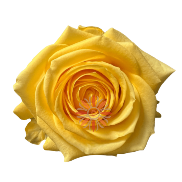 Super Sun Roses 50 CM