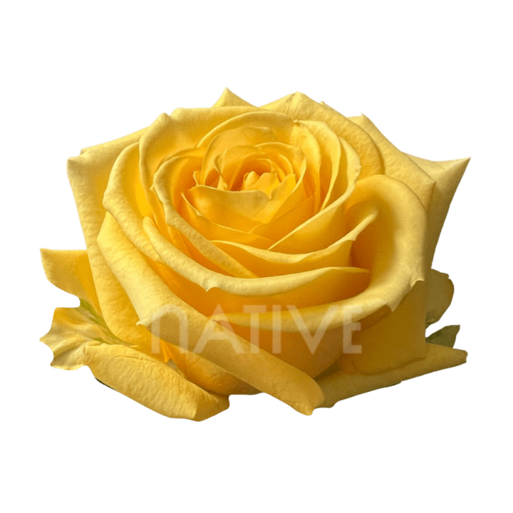 Super Sun Roses 50 CM