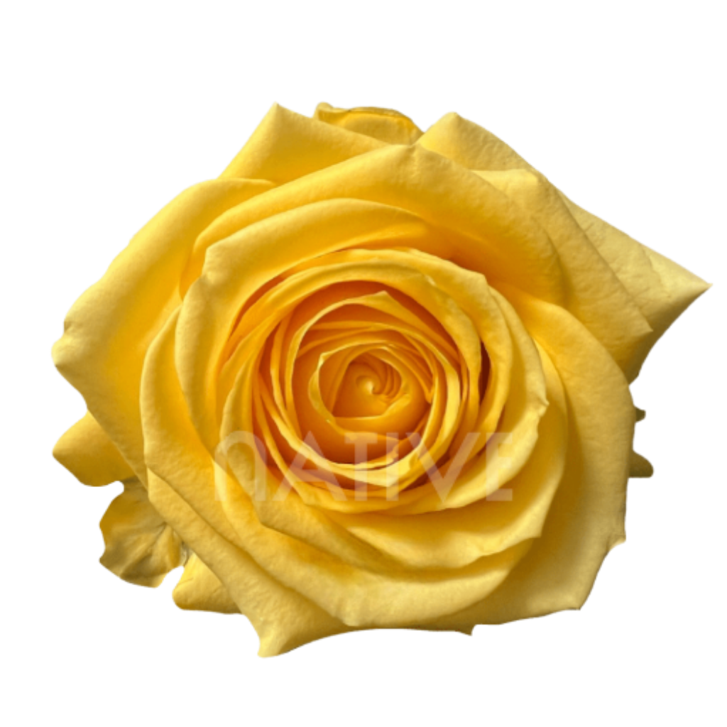 Super Sun Roses 50 CM