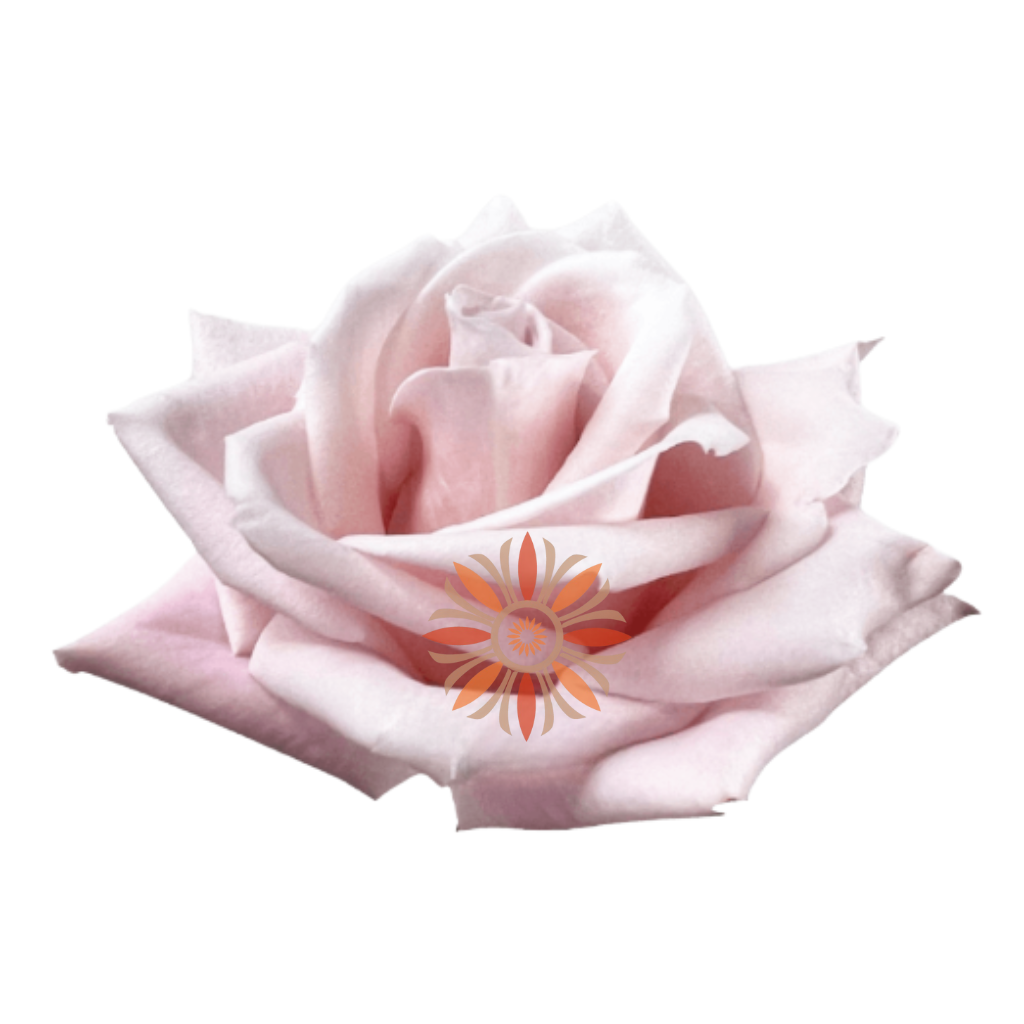 Sweet Escimo Roses 60 CM