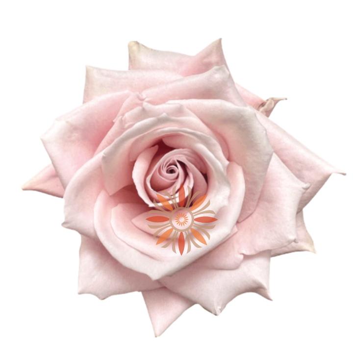 Sweet Escimo Roses 60 CM