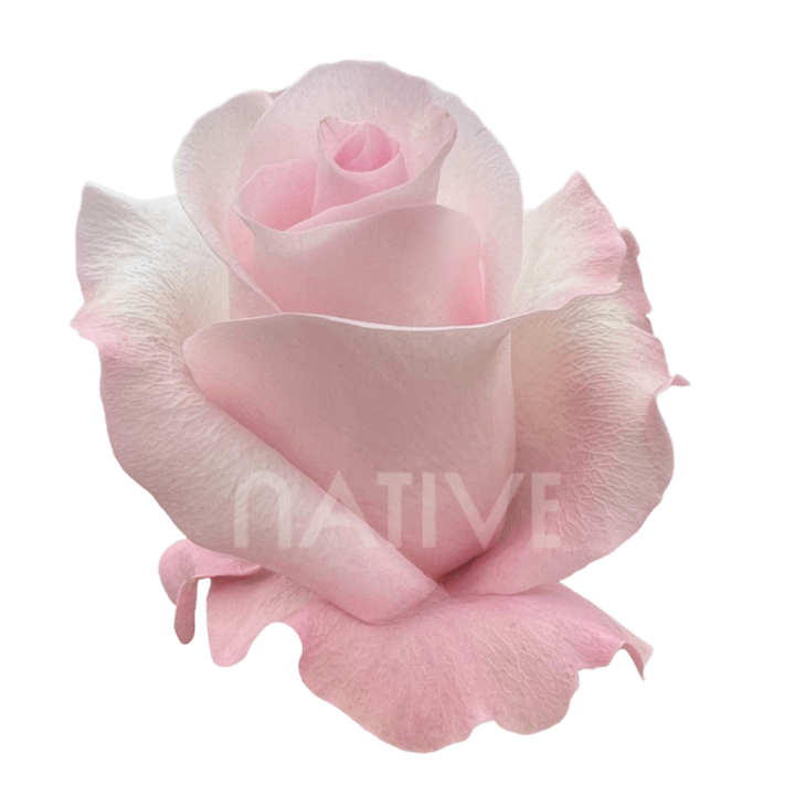 Sweet Akito Roses 70 CM