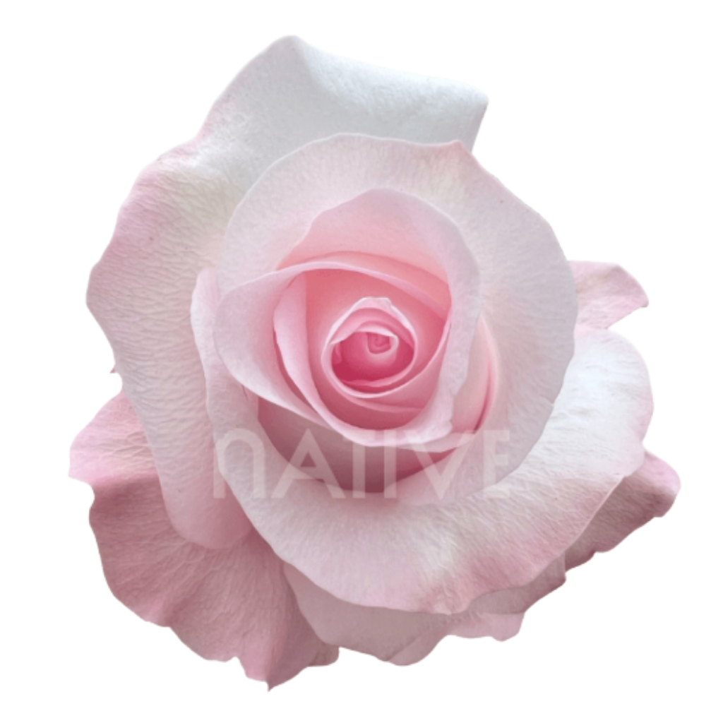 Sweet Akito Roses 70 CM