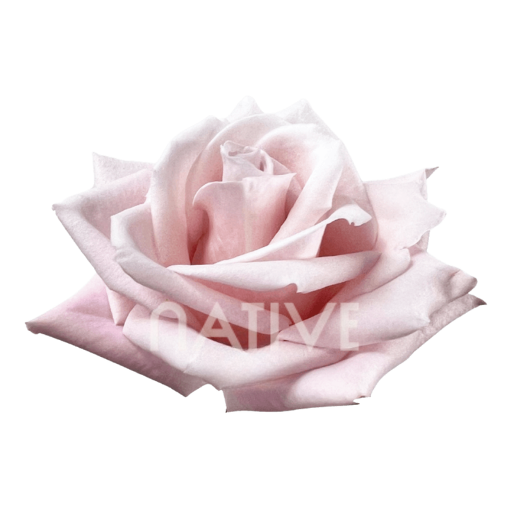 Sweet Escimo Roses 60 CM