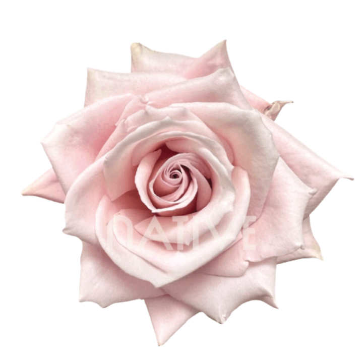 Sweet Escimo Roses 60 CM
