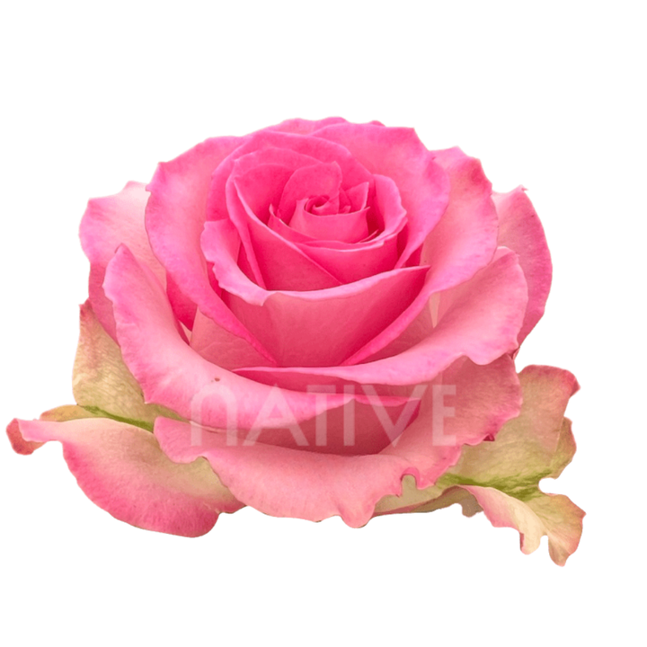 Sweet Unique Roses 50 CM
