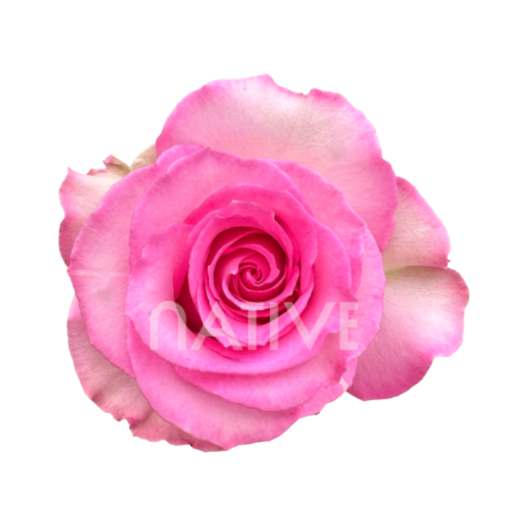 Sweet Unique Roses 50 CM