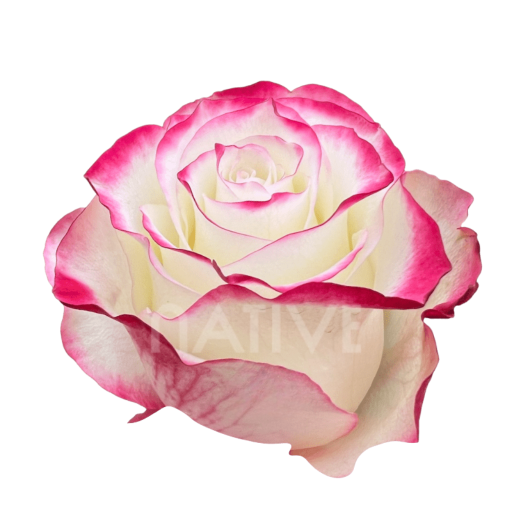 Sweetness Roses 50 CM