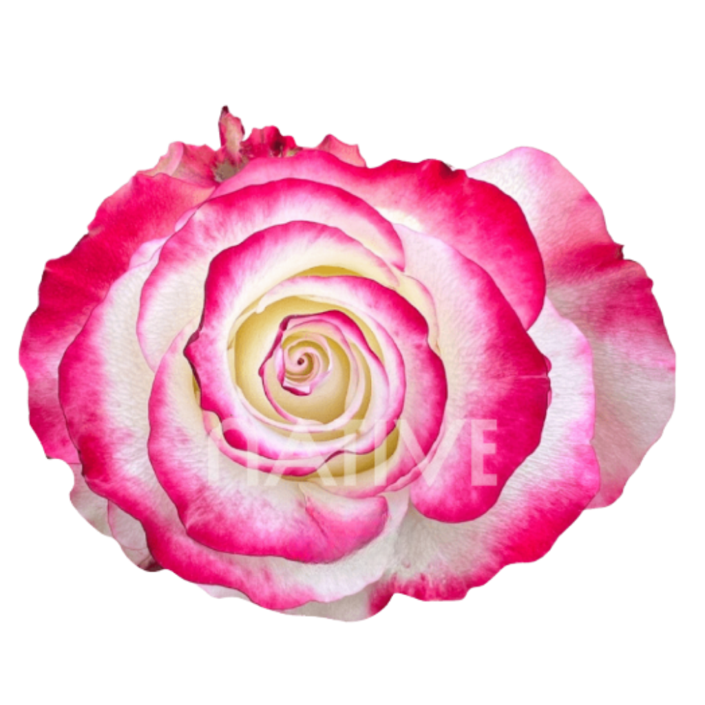 Sweetness Roses 50 CM