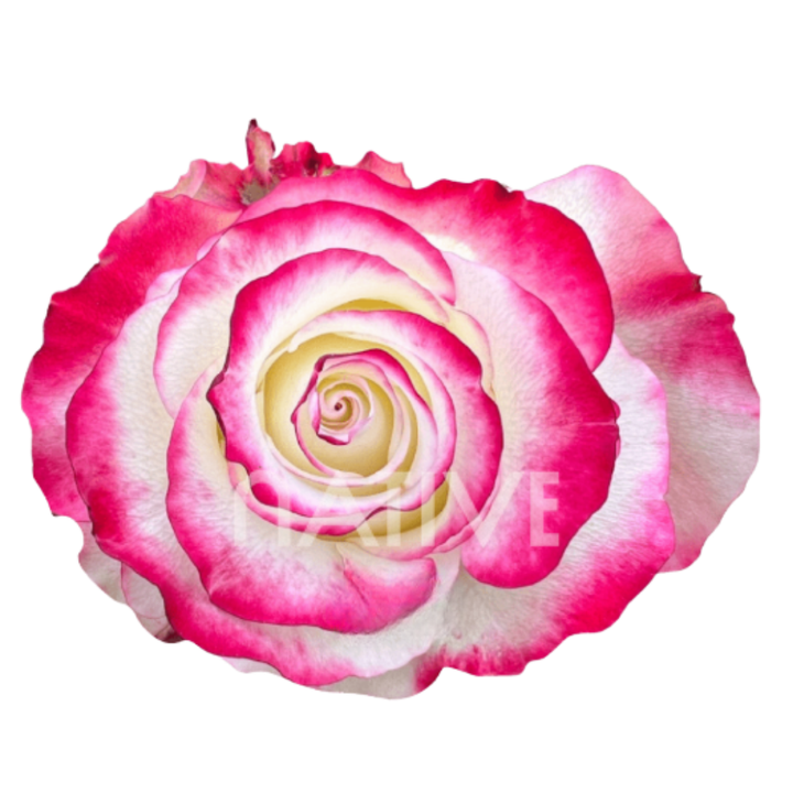 Sweetness Roses 50 CM