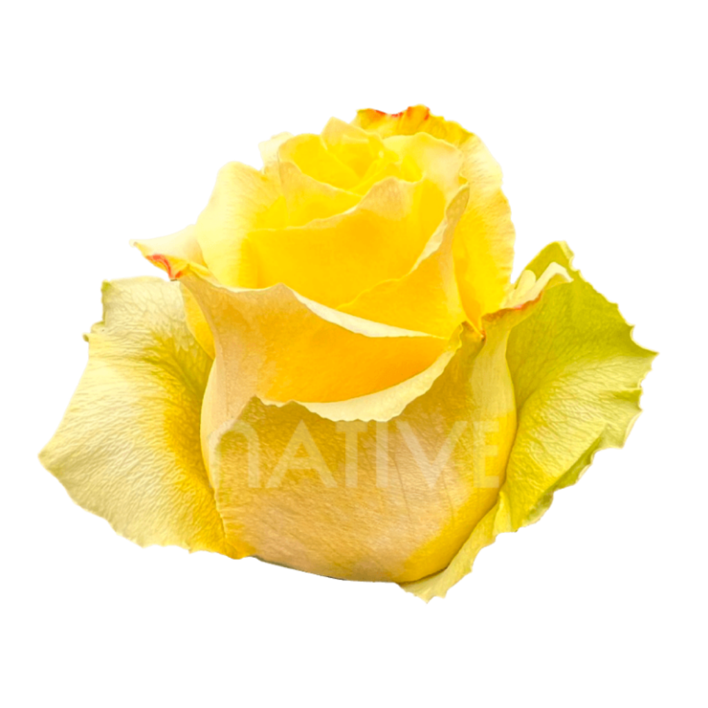 Tara Roses 50 CM