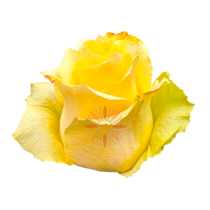 Tara Roses 50 CM