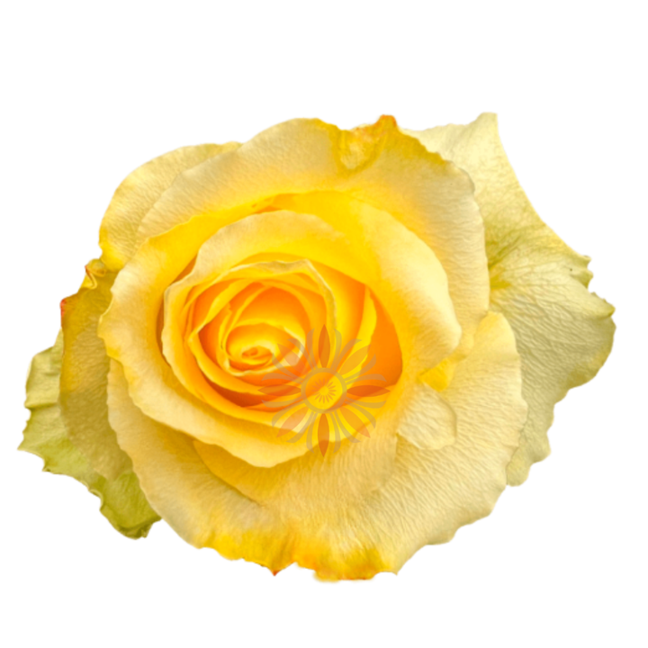 Tara Roses 50 CM