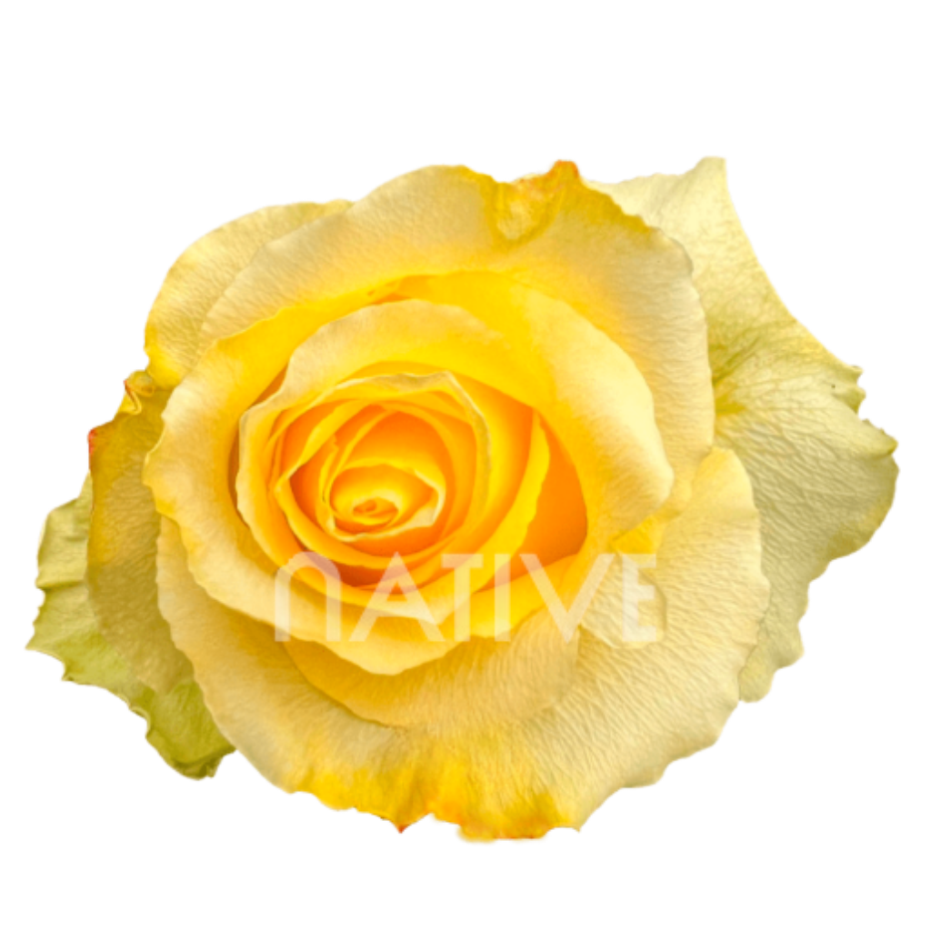 Tara Roses 50 CM