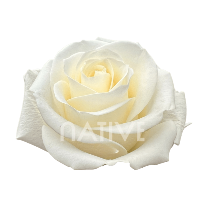 Tibet Roses 50 CM