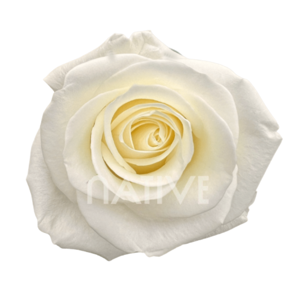 Tibet Roses 50 CM