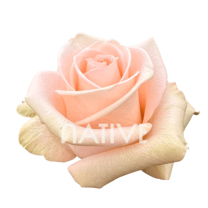 Tiffany Roses 80 CM