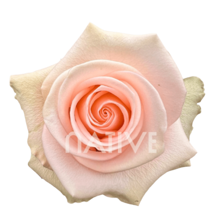 Tiffany Roses 80 CM