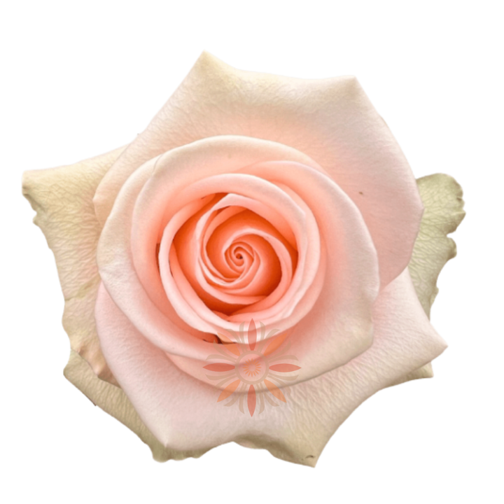 Tiffany Roses 80 CM