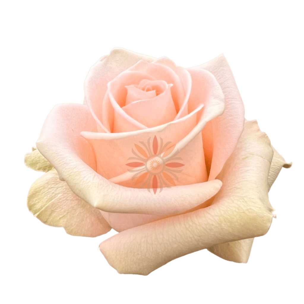 Tiffany Roses 80 CM