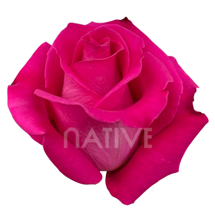 Topaz Roses 50 CM