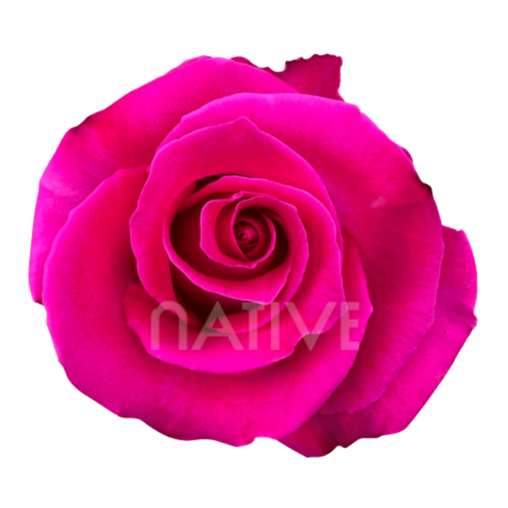 Topaz Roses 50 CM