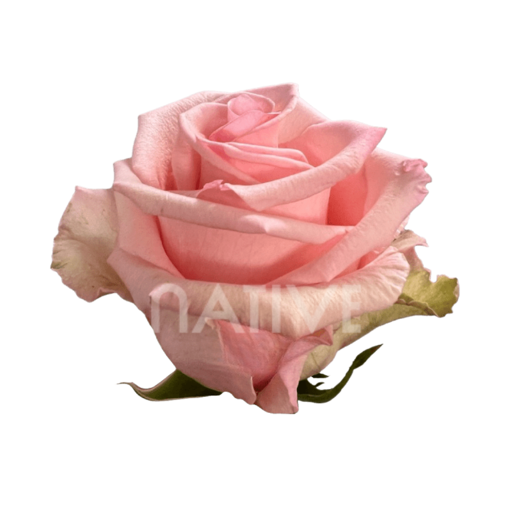Unforgiven Roses 60 CM