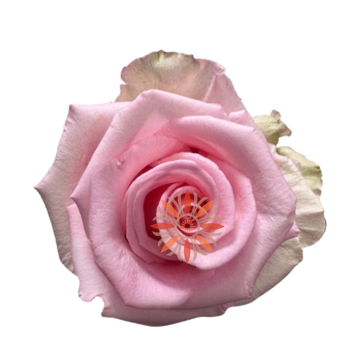 Unforgiven Roses 60 CM