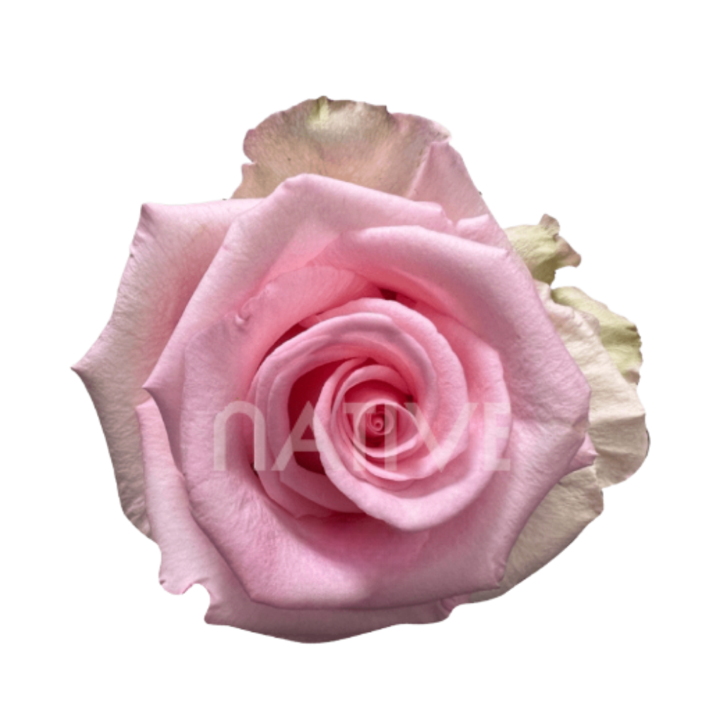 Unforgiven Roses 60 CM