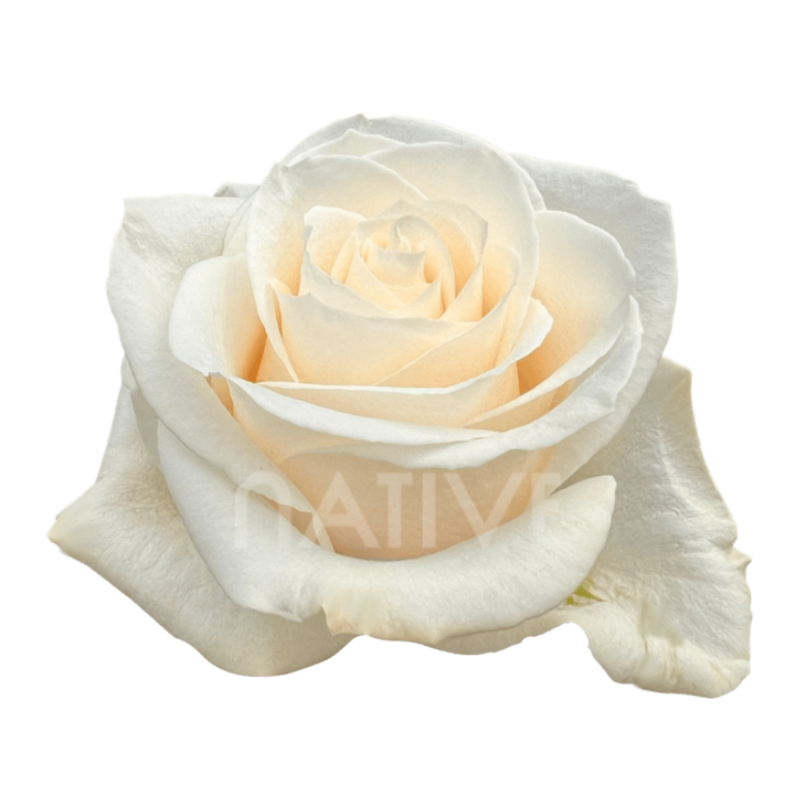 Vendela Roses 50 CM