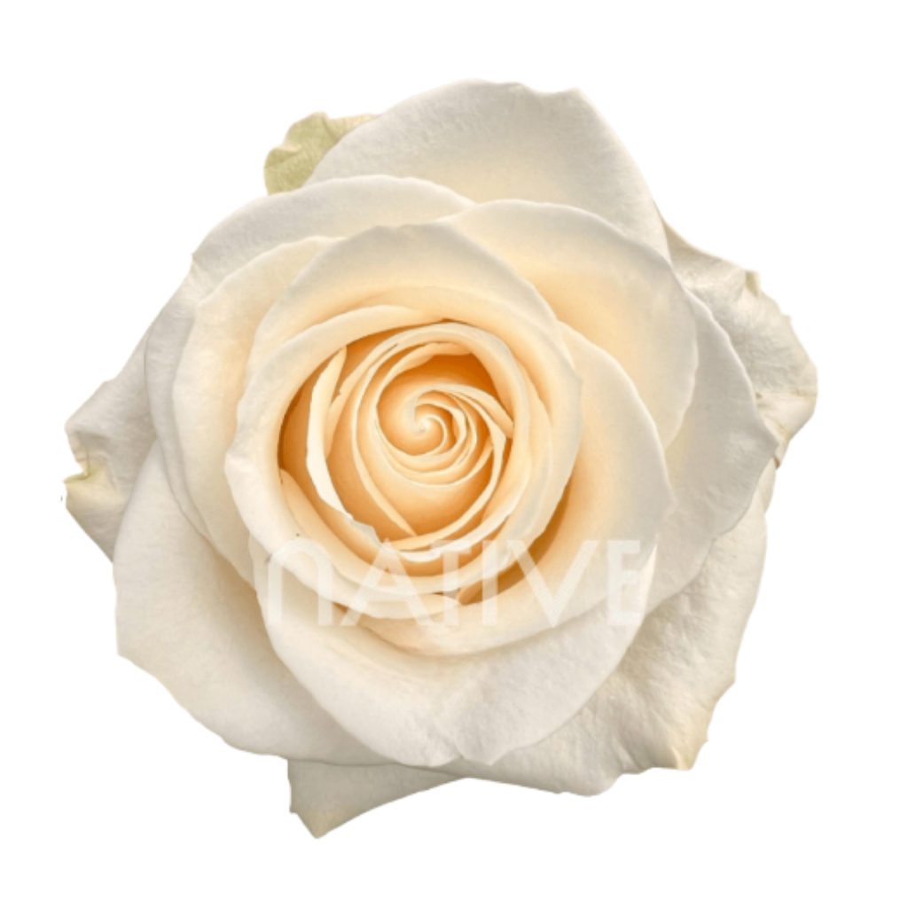 Vendela Roses 50 CM